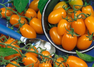 KOKTAILOVÉ PARADAJKY "DATLO F1" kv. 9 cm-1ks