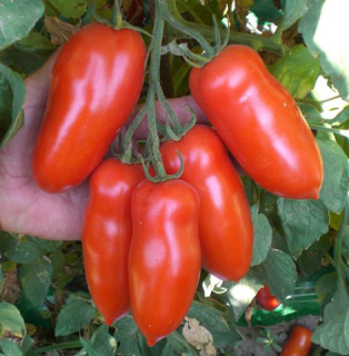 STRAPCOVÉ PARADAJKY "SAN MARZANO "kv. 9 cm -1ks