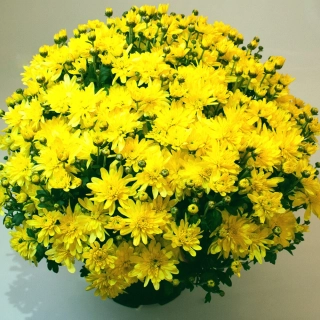 Chrysanthema skorá žltá kv.19 cm 